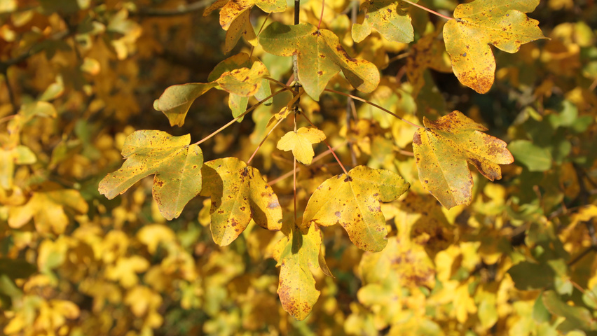 Acer monspessulanum Herbstblatt