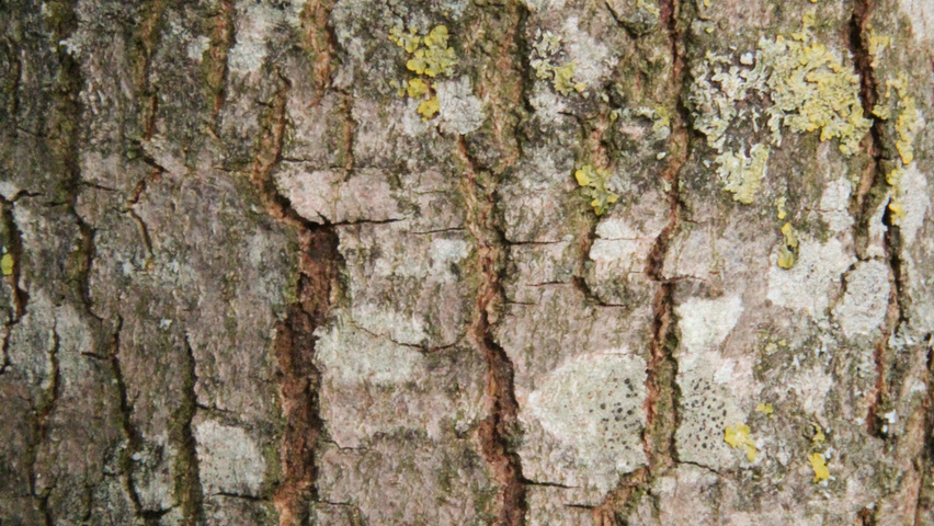 Acer monspessulanum Rinden