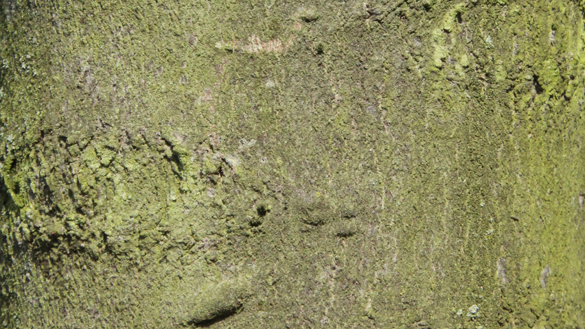 Acer monspessulanum Rinden