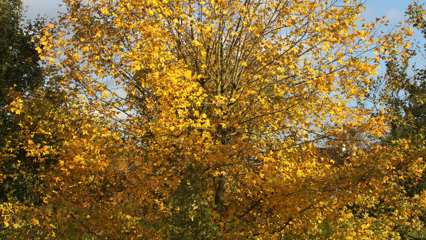 Acer monspessulanum Stammbüsche