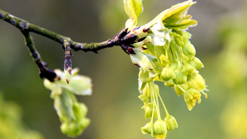 Acer monspessulanum Blumen