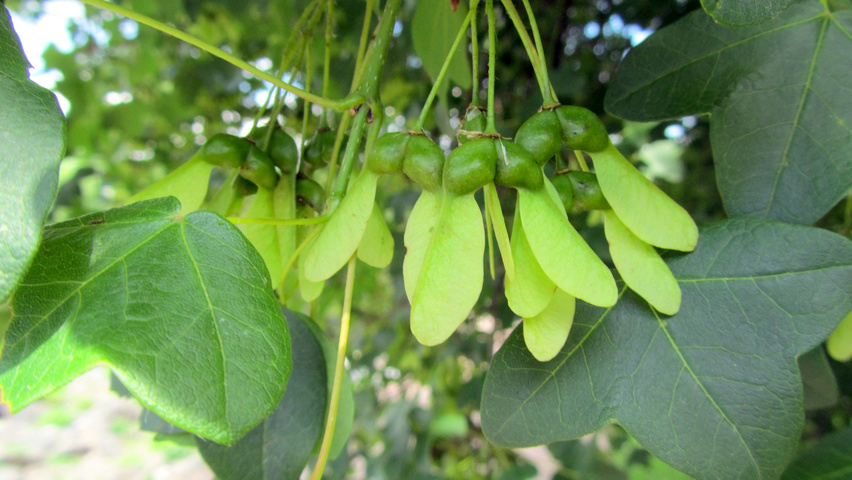 Acer monspessulanum Frucht