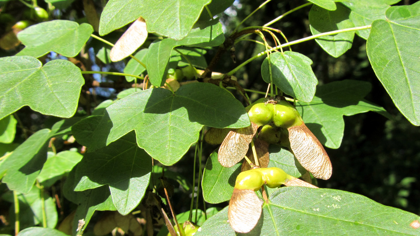 Acer monspessulanum Frucht