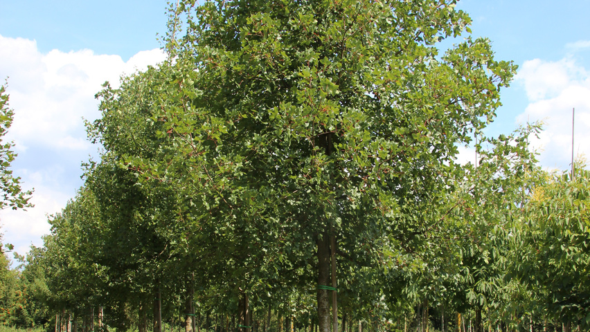 Acer monspessulanum hochstämmig