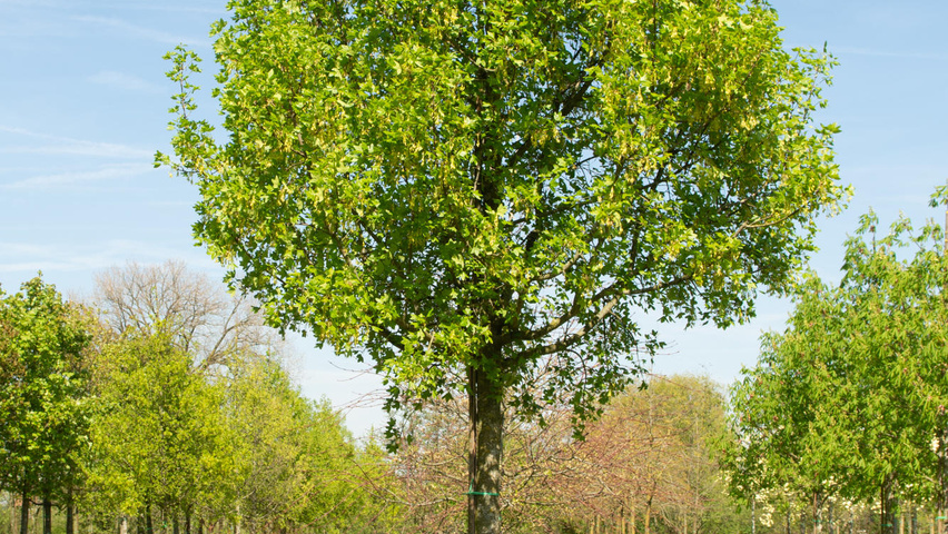 Acer monspessulanum hochstämmig