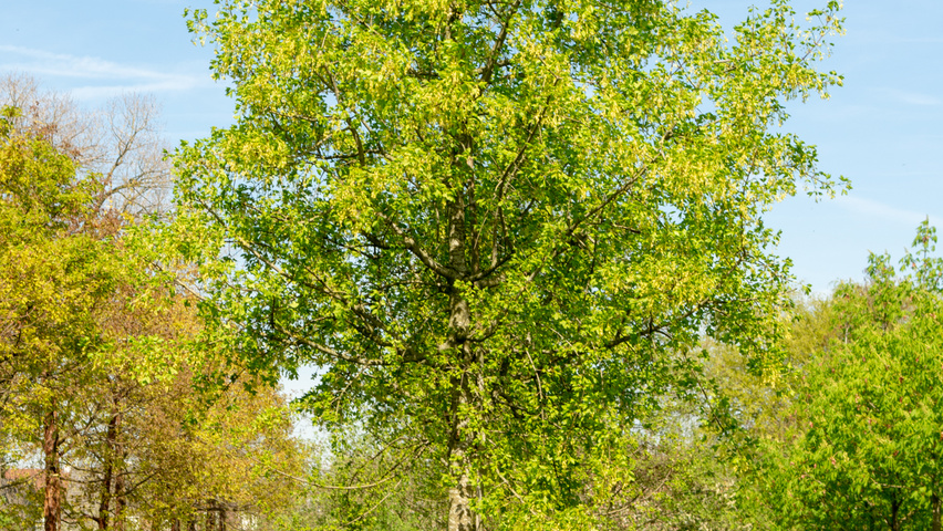 Acer monspessulanum hochstämmig