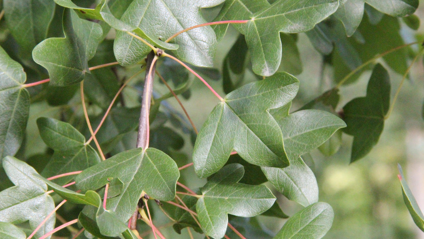 Acer monspessulanum Blatt