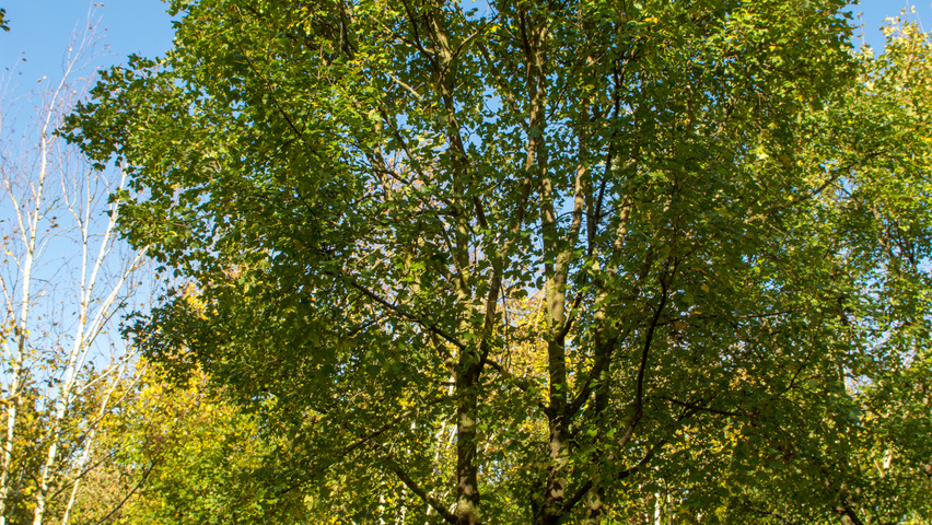 Acer monspessulanum mehrstämmige Schirmform