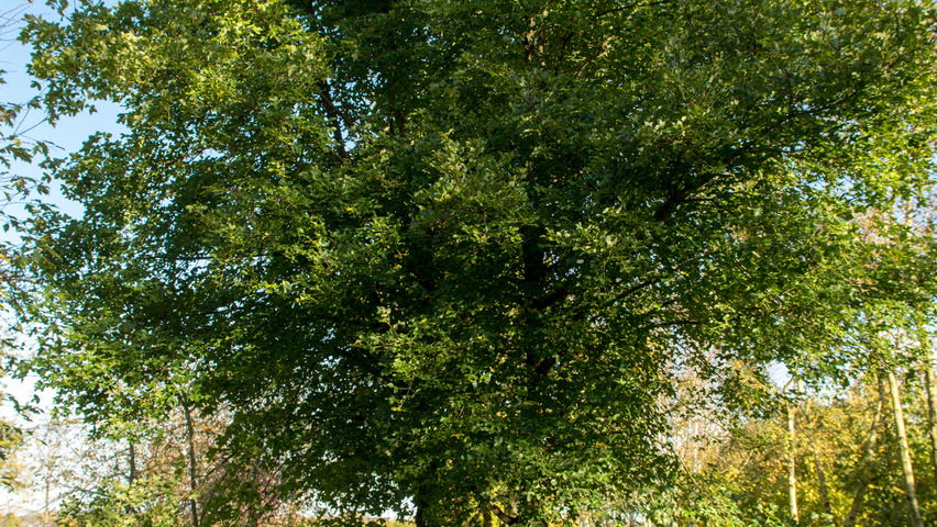 Acer monspessulanum mehrstämmige Schirmform