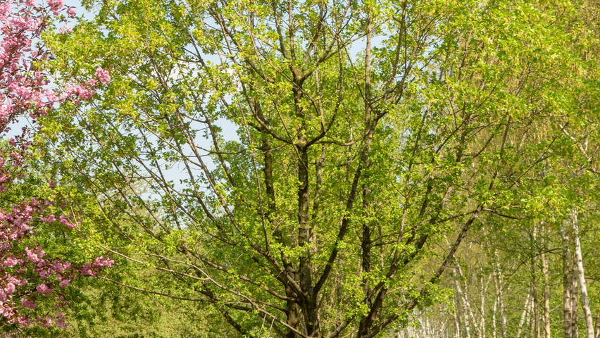 Acer monspessulanum mehrstämmige Schirmform