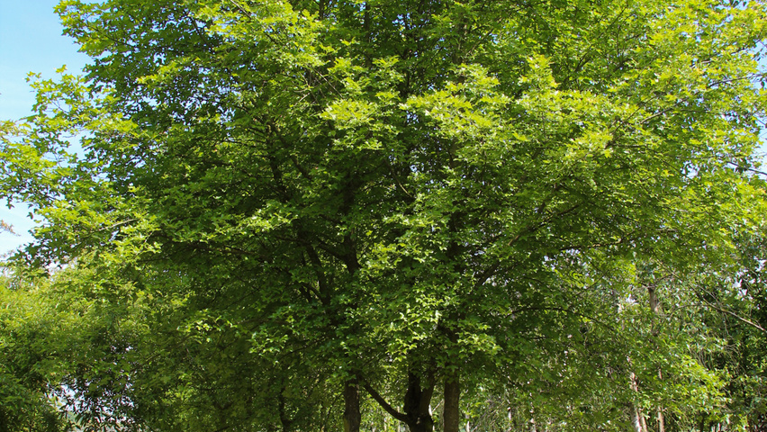 Acer monspessulanum mehrstämmige Schirmform