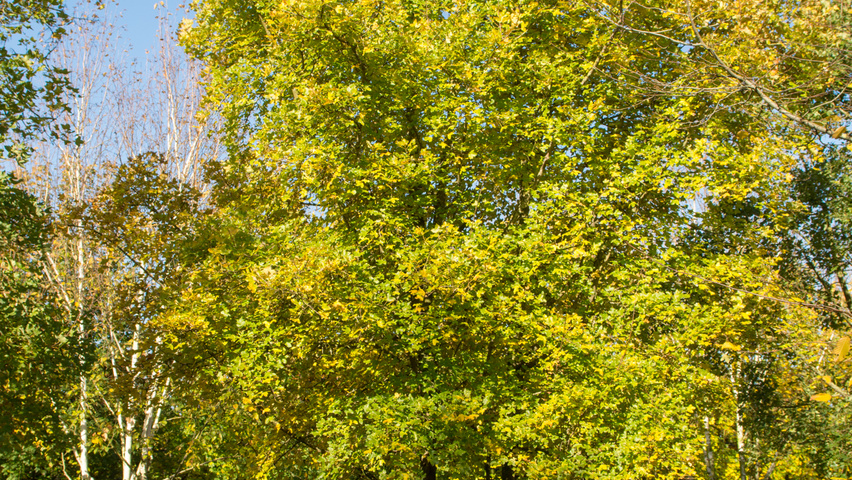 Acer monspessulanum mehrstämmige Schirmform