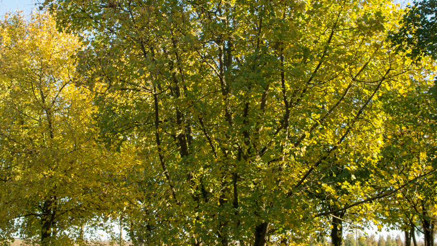 Acer monspessulanum mehrstämmige Schirmform