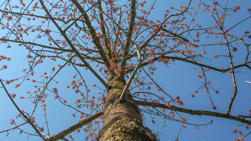Acer negundo 'Aureomarginatum' kwiaty