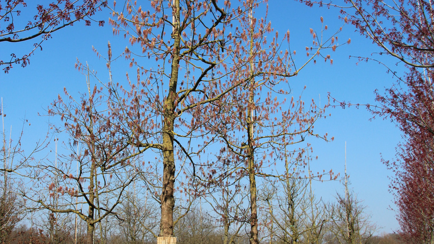 Acer negundo 'Aureomarginatum' pienne