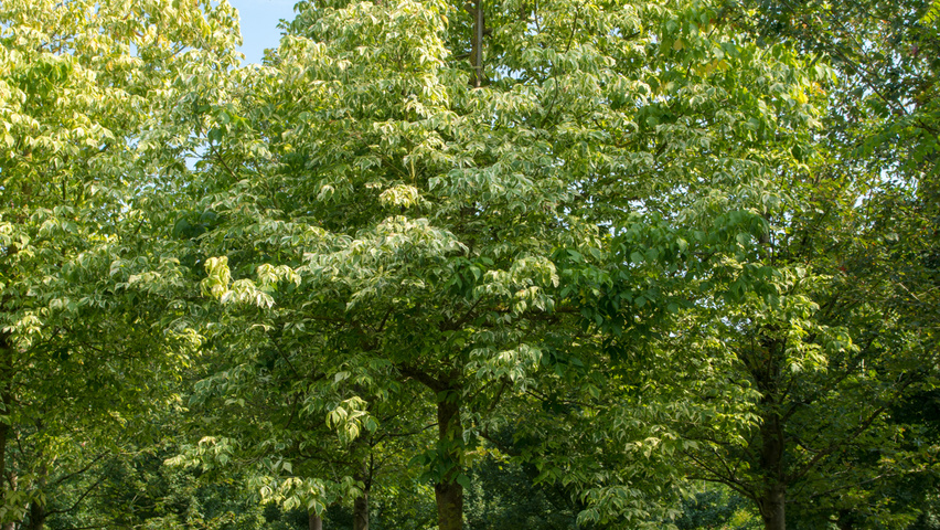 Acer negundo 'Aureomarginatum' pienne