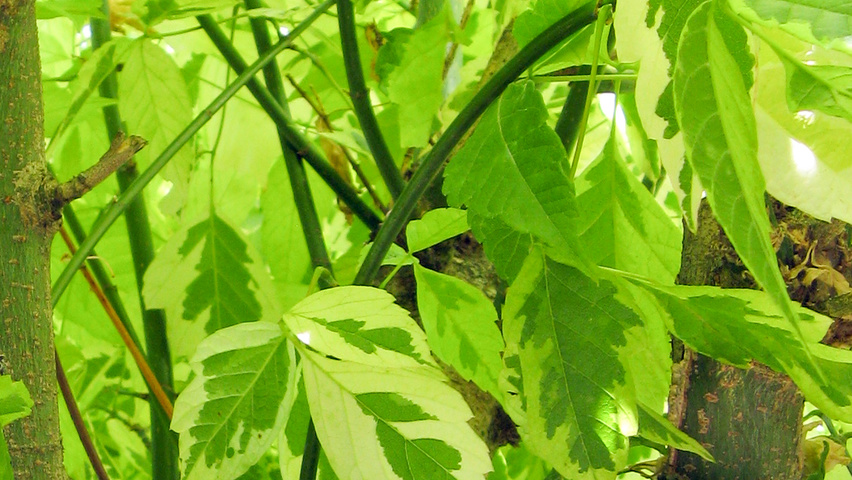 Acer negundo 'Aureomarginatum' liście