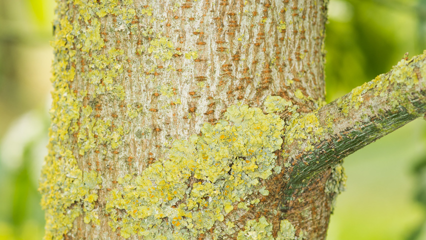 Acer negundo bark