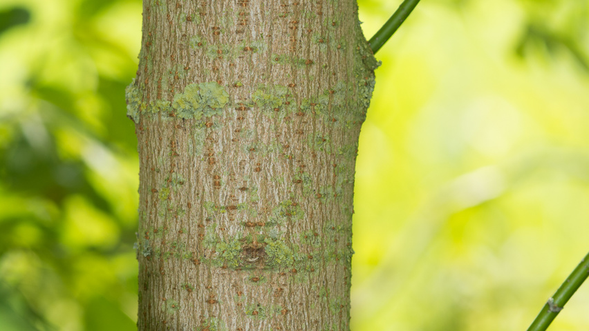 Acer negundo bark