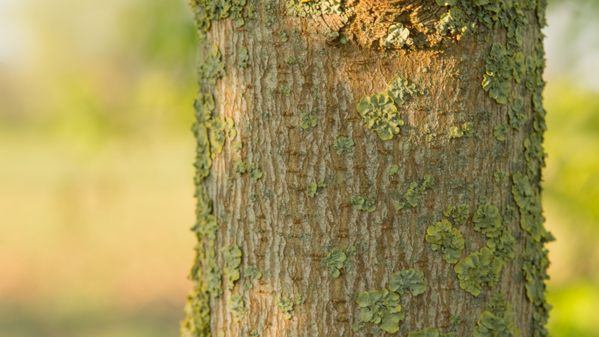 Acer negundo bark