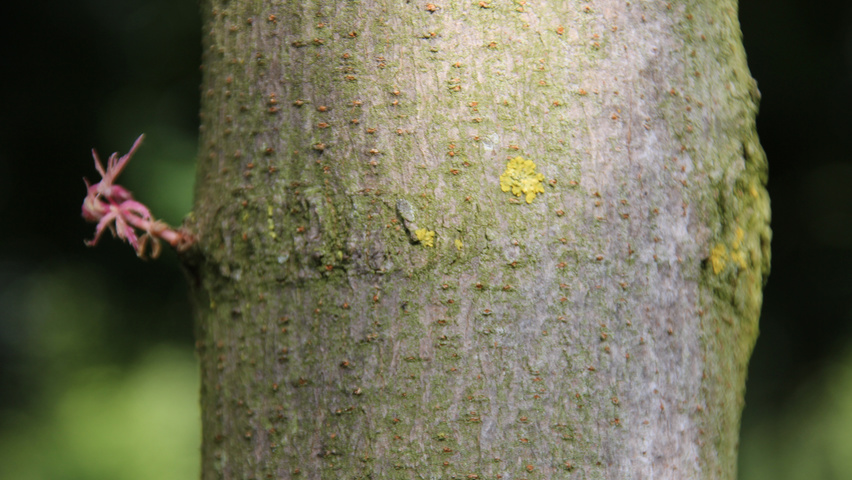 Acer negundo 'Flamingo' bark