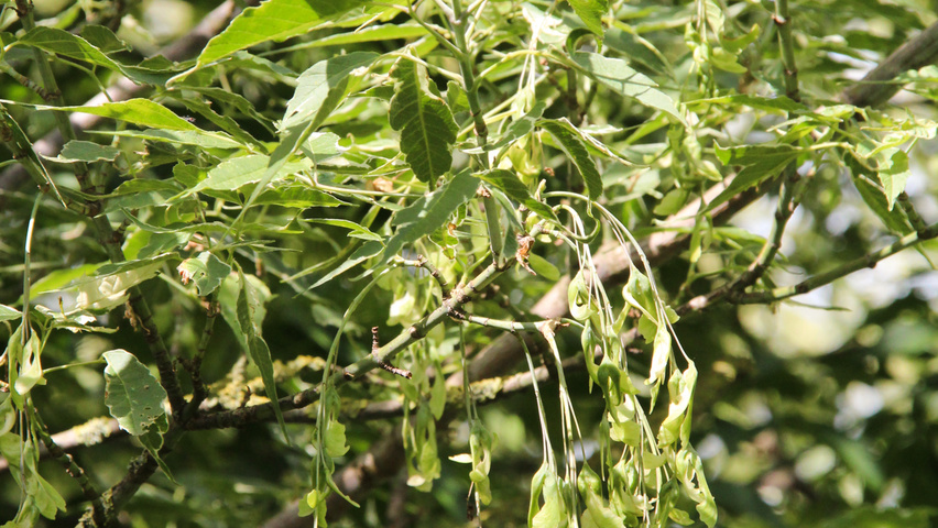 Acer negundo 'Flamingo' fruits