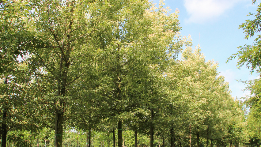 Acer negundo 'Flamingo' standard tree