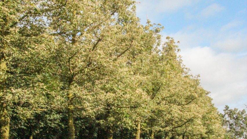 Acer negundo 'Flamingo' standard tree