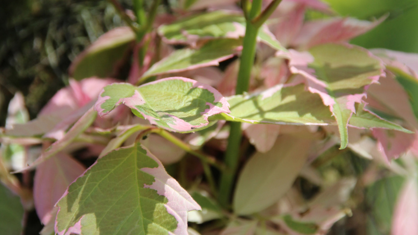 Acer negundo 'Flamingo' leaves