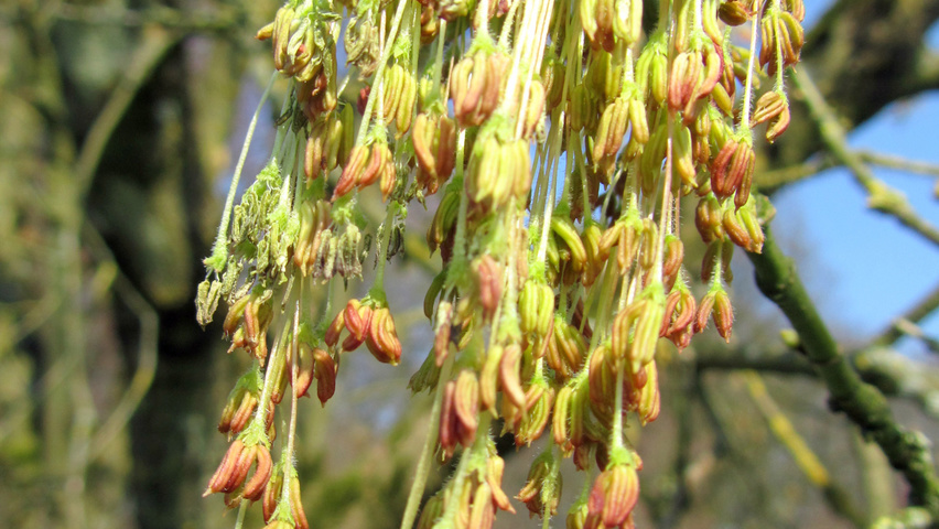 Acer negundo flowers