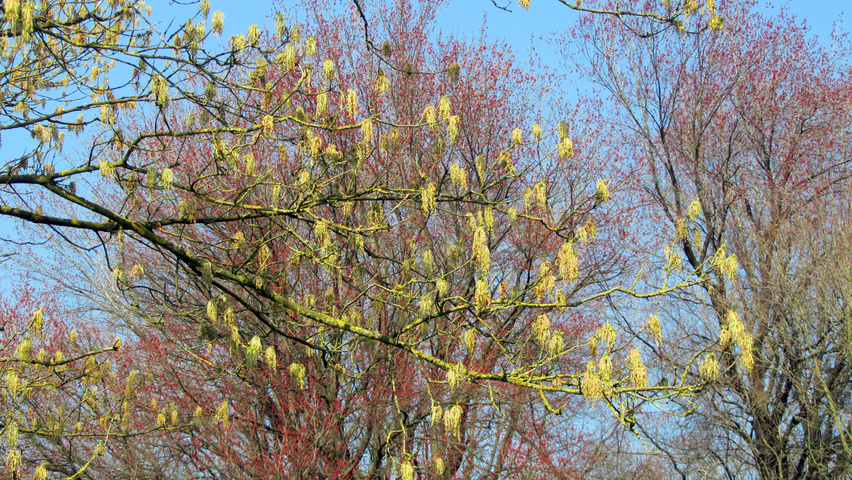 Acer negundo flowers