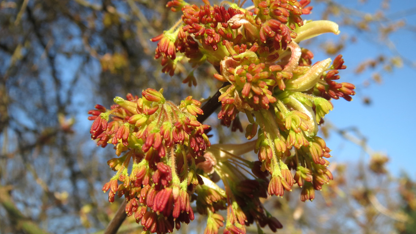 Acer negundo flowers