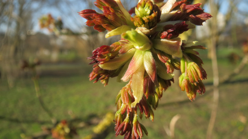 Acer negundo flowers
