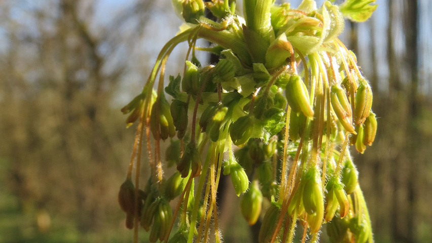 Acer negundo flowers