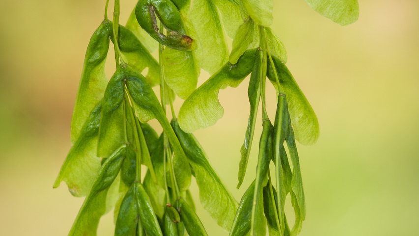 Acer negundo fruits