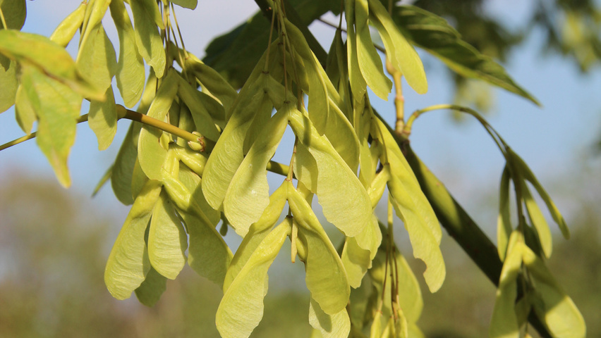Acer negundo fruits