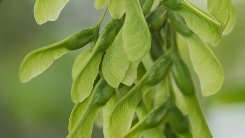 Acer negundo fruits