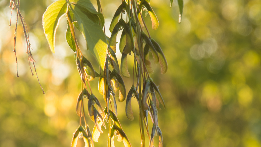 Acer negundo fruits