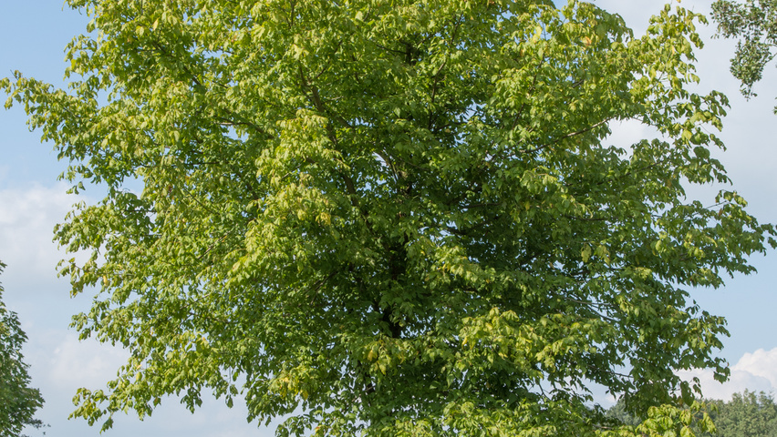 Acer negundo standard tree