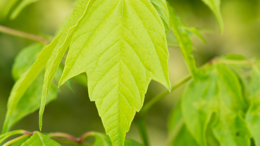 Acer negundo leaves