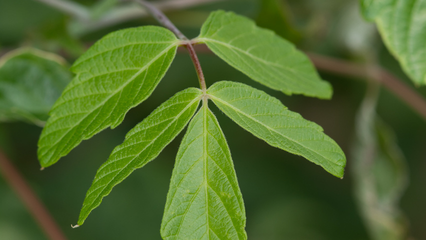 Acer negundo leaves
