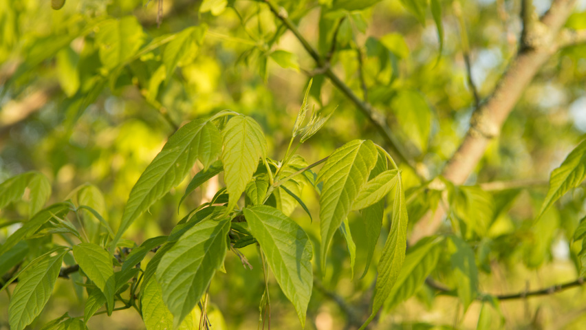 Acer negundo leaves