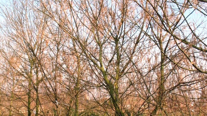 Acer negundo multi-stem