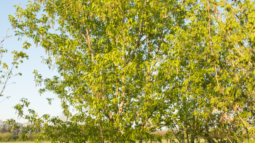 Acer negundo multi-stem
