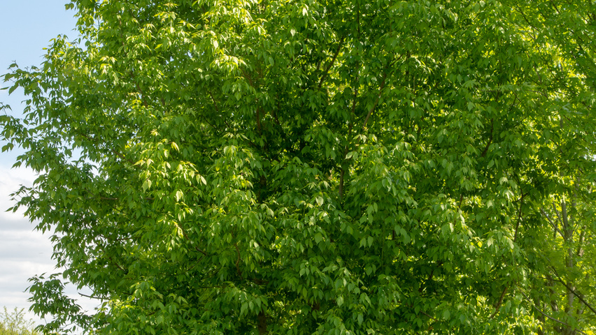 Acer negundo multi-stem