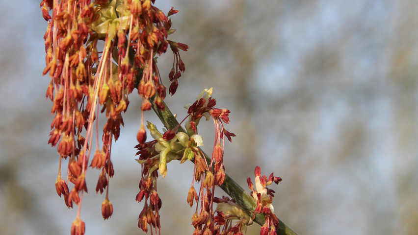 Acer negundo 'Variegatum' flowers