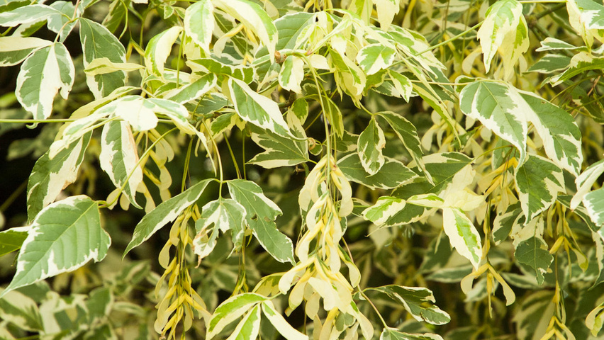 Acer negundo 'Variegatum' fruits