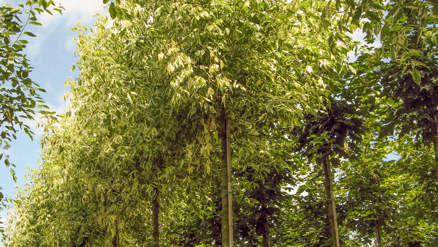 Acer negundo 'Variegatum' standard tree