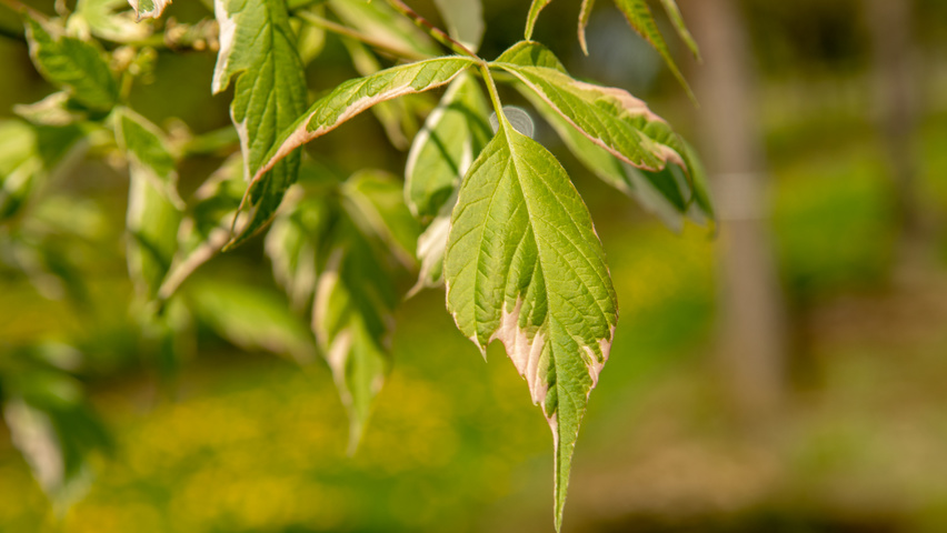 Acer negundo 'Variegatum' leaves