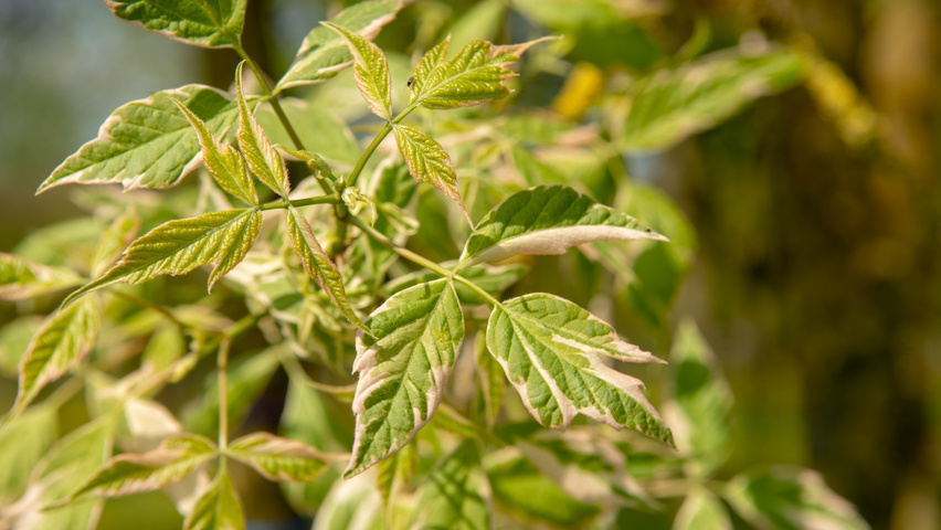 Acer negundo 'Variegatum' leaves